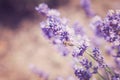 Lavender flowers in field. Pollination with bee and lavender with sunshine, sunny lavender Royalty Free Stock Photo