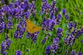 Lavender flowers in field. Pollination with butterfly. Closeup beautiful butterfly sitting on flowers. Copy space. Selective focus Royalty Free Stock Photo