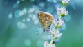 Lavender flowers in field. Pollination with butterfly and lavender with sunshine, sunny lavender. Soft focus, blurred background Royalty Free Stock Photo