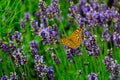 Lavender flowers in field. Pollination with butterfly . Soft focus, blurred background.Closeup beautiful butterfly sitting on Royalty Free Stock Photo