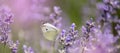 Lavender flowers in field. Pollination with butterfly and lavender with sunshine, sunny lavender. Soft focus, blurred background Royalty Free Stock Photo