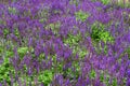 Lavender flowers field side view with bokeh effect. Lavandula augustifolia