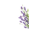 Lavender flowers Floral border white background Royalty Free Stock Photo