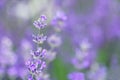 Lavender flowers Royalty Free Stock Photo