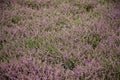 Lavender flowers