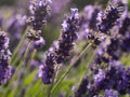 Lavender flowers in France