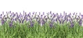 Lavender flowers Fresh lavender plants isolated white background Royalty Free Stock Photo