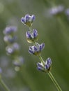 Lavender flowers in the garden. Blooming Lavandula Angustifolia. Selective focus