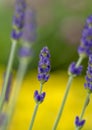 Lavender flowers in the garden. Blooming Lavandula Angustifolia. Selective focus