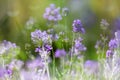 Lavender flowers in garden, multiple exposure