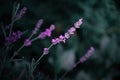 Lavender flowers in gorgeus soft mood Royalty Free Stock Photo