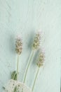 Lavender flowers on a green wooden background decorated with ribbon Royalty Free Stock Photo