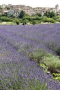 Lavender flowers growing provence fields france Royalty Free Stock Photo