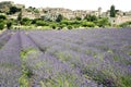 Lavender flowers growing provence fields france countryside Royalty Free Stock Photo