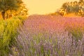 Lavender Flowers Growing in Rows, a Lavender Field at Sunset