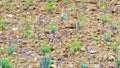 Lavender flowers growing in soil