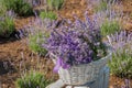 lavender flowers harvested in a basket Royalty Free Stock Photo