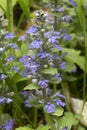 Lavender flowers of heal-all or Prunella, in New Hampshire. Royalty Free Stock Photo