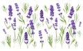 Lavender flowers herb leaves white background Floral banner Royalty Free Stock Photo