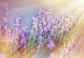 Lavender flowers illuminated with sunbeams Royalty Free Stock Photo