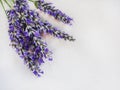 Lavender flowers isolated on a cream white wooden background Royalty Free Stock Photo