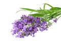 Lavender flowers isolated on white background. bunch of lavender flowers