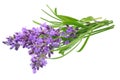 lavender flowers isolated on white background. bunch of lavender flowers Royalty Free Stock Photo