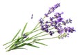 lavender flowers isolated on white background. bunch of lavender flowers Royalty Free Stock Photo