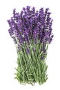 Lavender flowers isolated white background Royalty Free Stock Photo