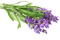 lavender flowers isolated on white background. bunch of lavender flowers Royalty Free Stock Photo