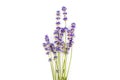 Lavender flowers isolated on white background. Close up. Space for text Royalty Free Stock Photo