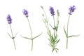 Lavender flowers isolated white background Royalty Free Stock Photo