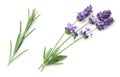 Lavender Flowers Isolated On White Background