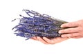 Lavender flowers isolated on white background. Woman hands hold a bouquet of dried blue lavender stems Royalty Free Stock Photo