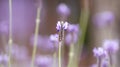 Lavender flowers landscape close up abstract soft focus background Royalty Free Stock Photo