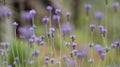 Lavender flowers landscape close up abstract soft focus natural background Royalty Free Stock Photo