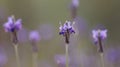 Lavender flowers landscape close up abstract soft focus natural background Royalty Free Stock Photo