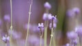 Lavender flowers landscape close up abstract soft focus natural background Royalty Free Stock Photo