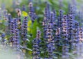 Lavender flowers lavandin, lavandula, picturesque, provence, scented, valensole, mountain Royalty Free Stock Photo