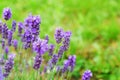 Lavender flowers in garden