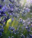 Lavender flowers Royalty Free Stock Photo