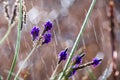 Lavender flowers Royalty Free Stock Photo