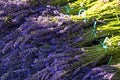 Lavender flowers. Lavender village, Isparta