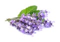 Lavender flowers with leaves