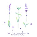 Lavender flowers, leaves plants purple green watercolor set isolated on white background Royalty Free Stock Photo