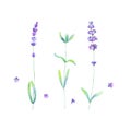 Lavender flowers, leaves plants purple green watercolor set isolated on white background Royalty Free Stock Photo