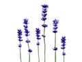 Lavender flowers. Lilac floral art. Plants of France. Watercolour illustration isolated on white background.