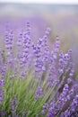 Lavender flowers Royalty Free Stock Photo