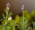 Lavender flowers macro closeup blossom beauty blooming nature plants aromatherapy Royalty Free Stock Photo