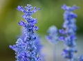 Lavender flowers macro closeup blossom beauty blooming plants nature spring outdoors botany park awe garden green and blue purple Royalty Free Stock Photo